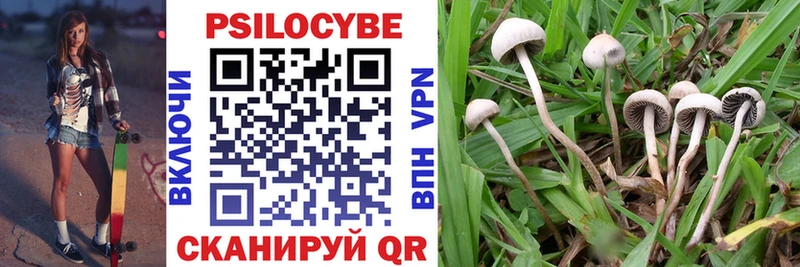 Галлюциногенные грибы Psilocybine cubensis  Лысково 